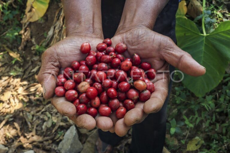 Kopi Gunungkidul